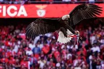 本菲卡关键时刻篮板制胜，志在欧冠名次提升，震撼外界，纪律约束更严格的简单介绍-友博娱乐体育